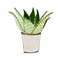 Aloe Vera